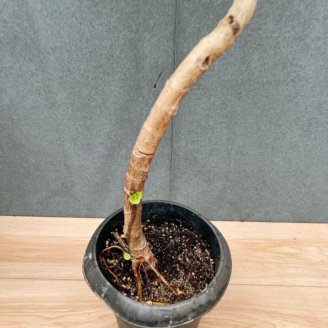 ［現品］A2 フィカス　アルテシマ　曲がり　6号　観葉植物　室内　ゴムの木　人気