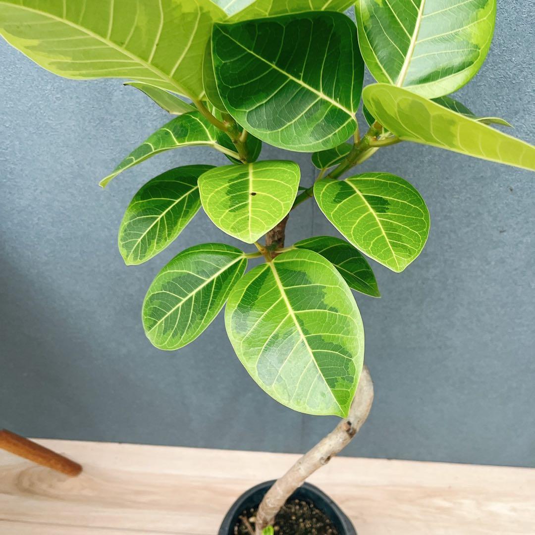 ［現品］A2 フィカス　アルテシマ　曲がり　6号　観葉植物　室内　ゴムの木　人気