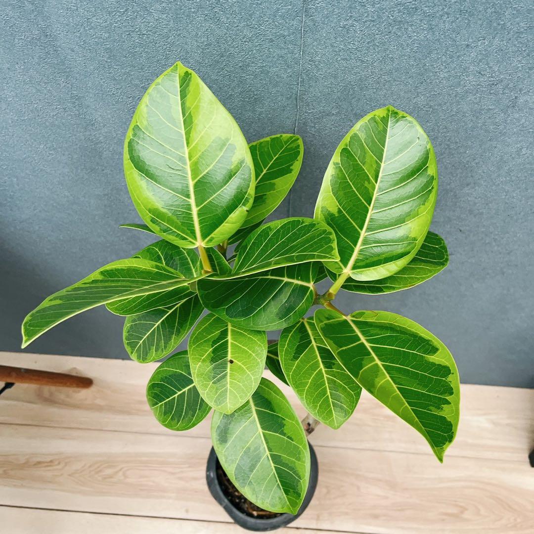 ［現品］A2 フィカス　アルテシマ　曲がり　6号　観葉植物　室内　ゴムの木　人気