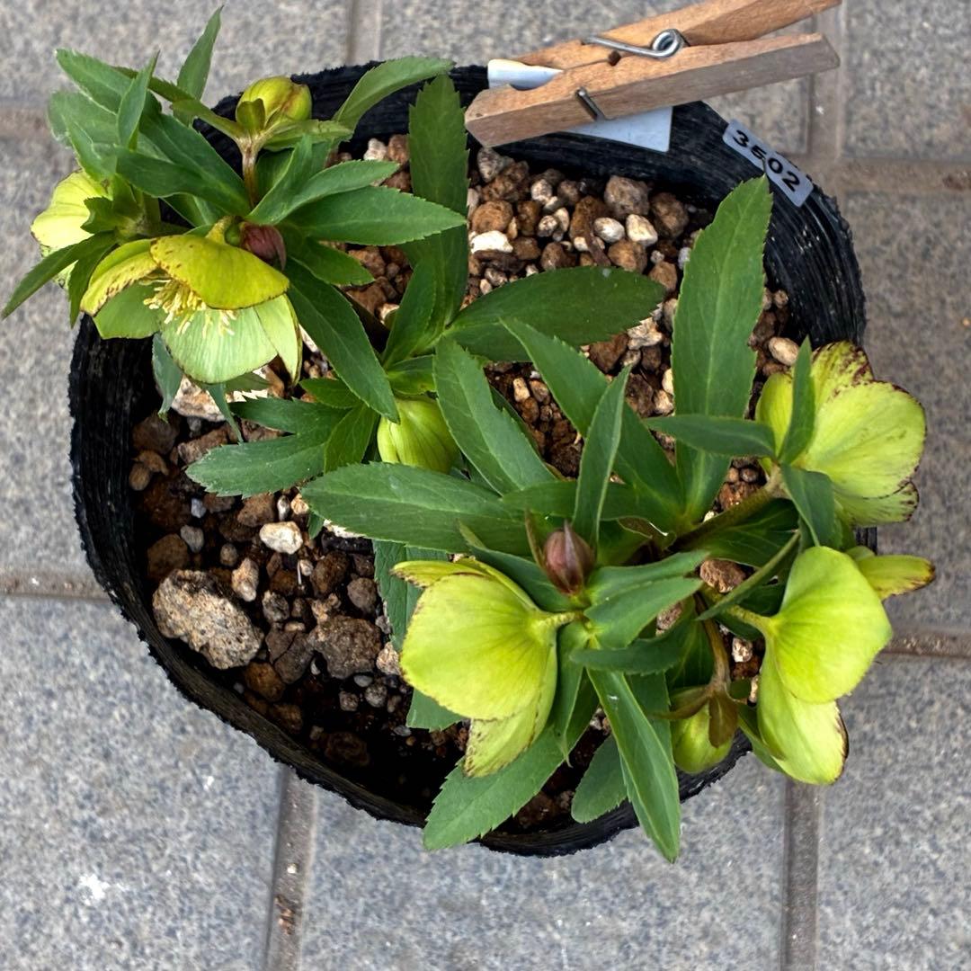 ひ*ち様 3502⭐️沢山蕾花付☘️⭐️プチドール⭐️小輪⭐️コンパクト⭐️コロ