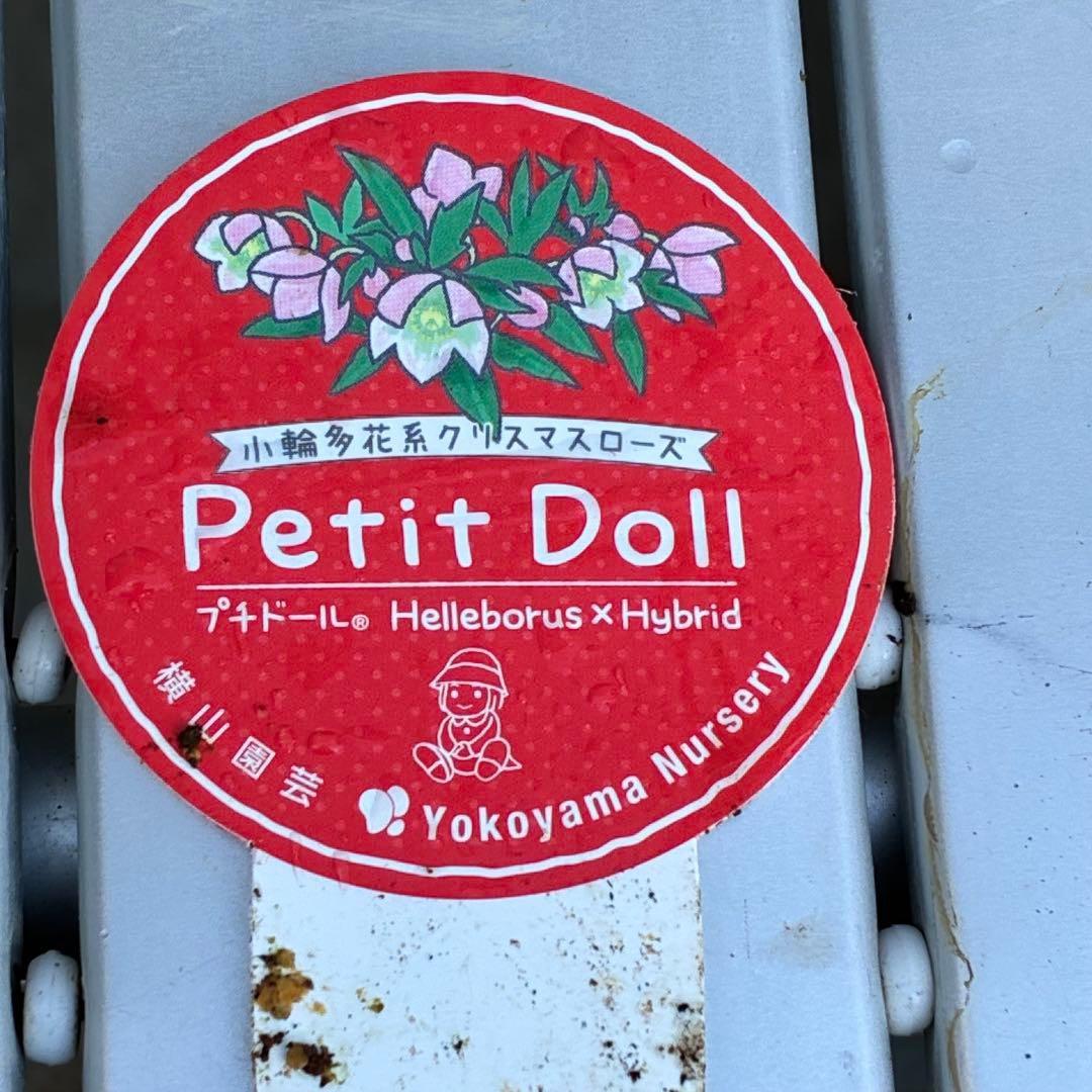 ひ*ち様 3502⭐️沢山蕾花付☘️⭐️プチドール⭐️小輪⭐️コンパクト⭐️コロ