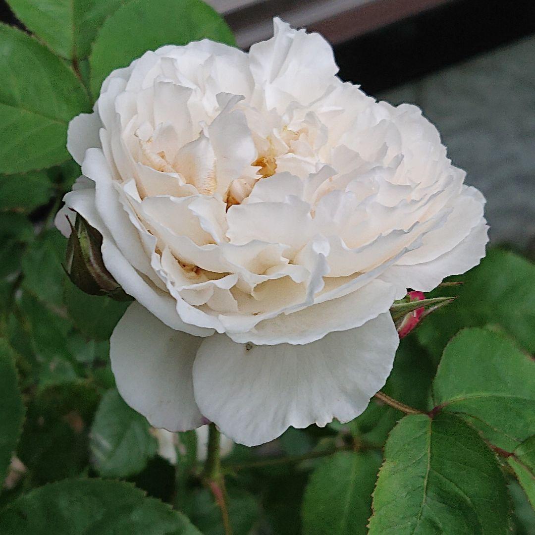 えみです♪ホワイトメイディランド♪赤ちゃん薔薇苗です(’-’*)♪