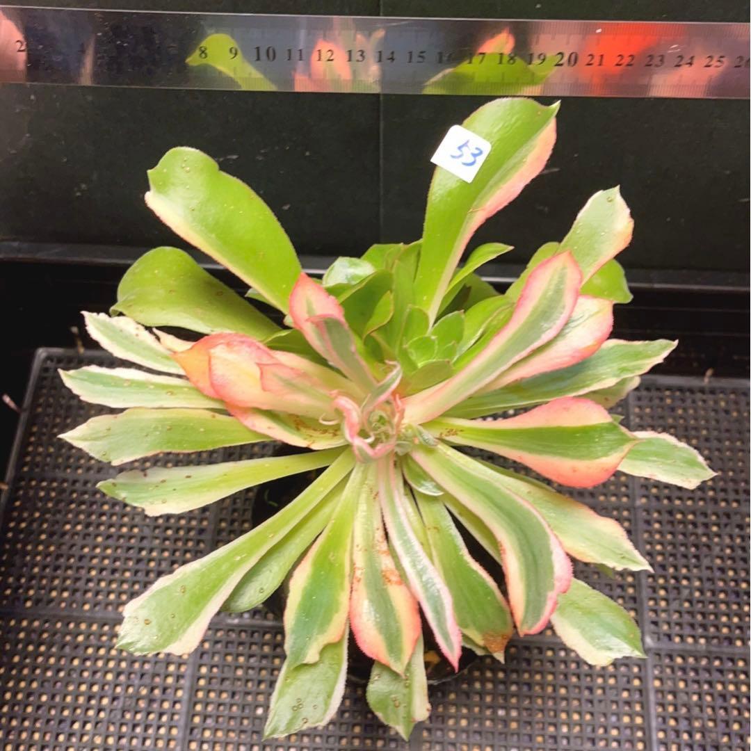 53#多肉植物アエオニウム錦❤️ 光輝 ❤️1大頭6子芽25cm 拔き苗