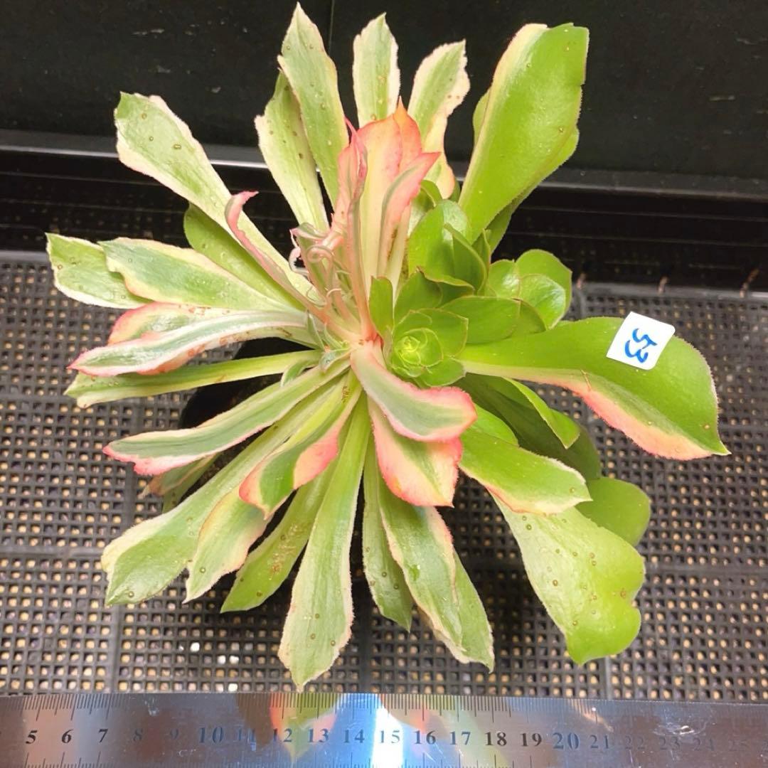53#多肉植物アエオニウム錦❤️ 光輝 ❤️1大頭6子芽25cm 拔き苗