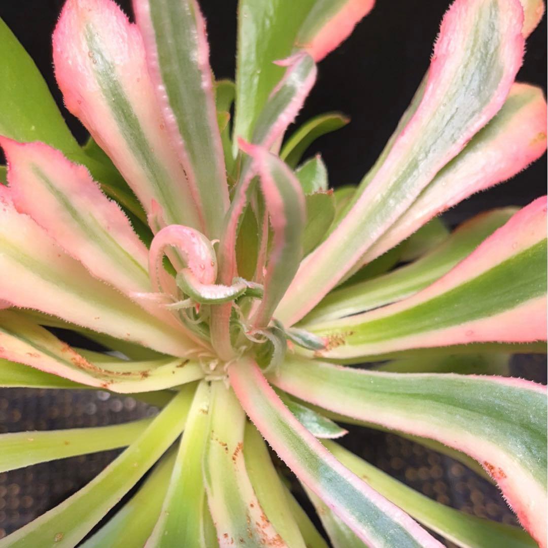 53#多肉植物アエオニウム錦❤️ 光輝 ❤️1大頭6子芽25cm 拔き苗