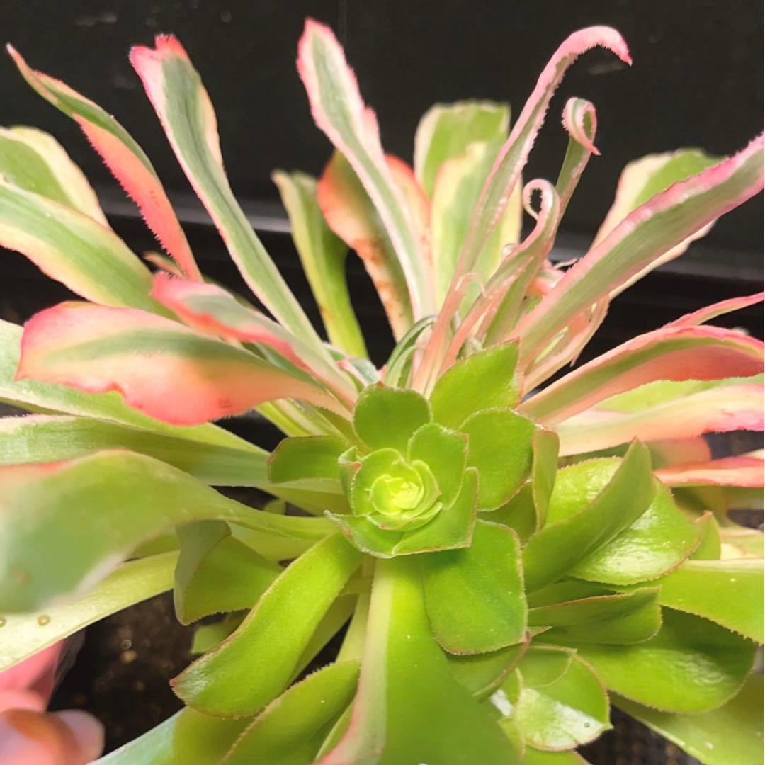 53#多肉植物アエオニウム錦❤️ 光輝 ❤️1大頭6子芽25cm 拔き苗