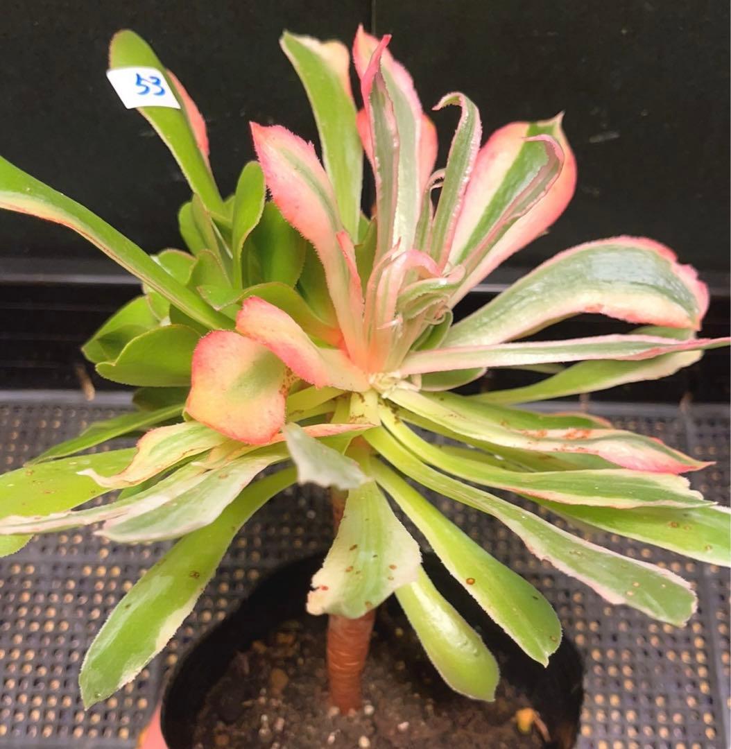 53#多肉植物アエオニウム錦❤️ 光輝 ❤️1大頭6子芽25cm 拔き苗