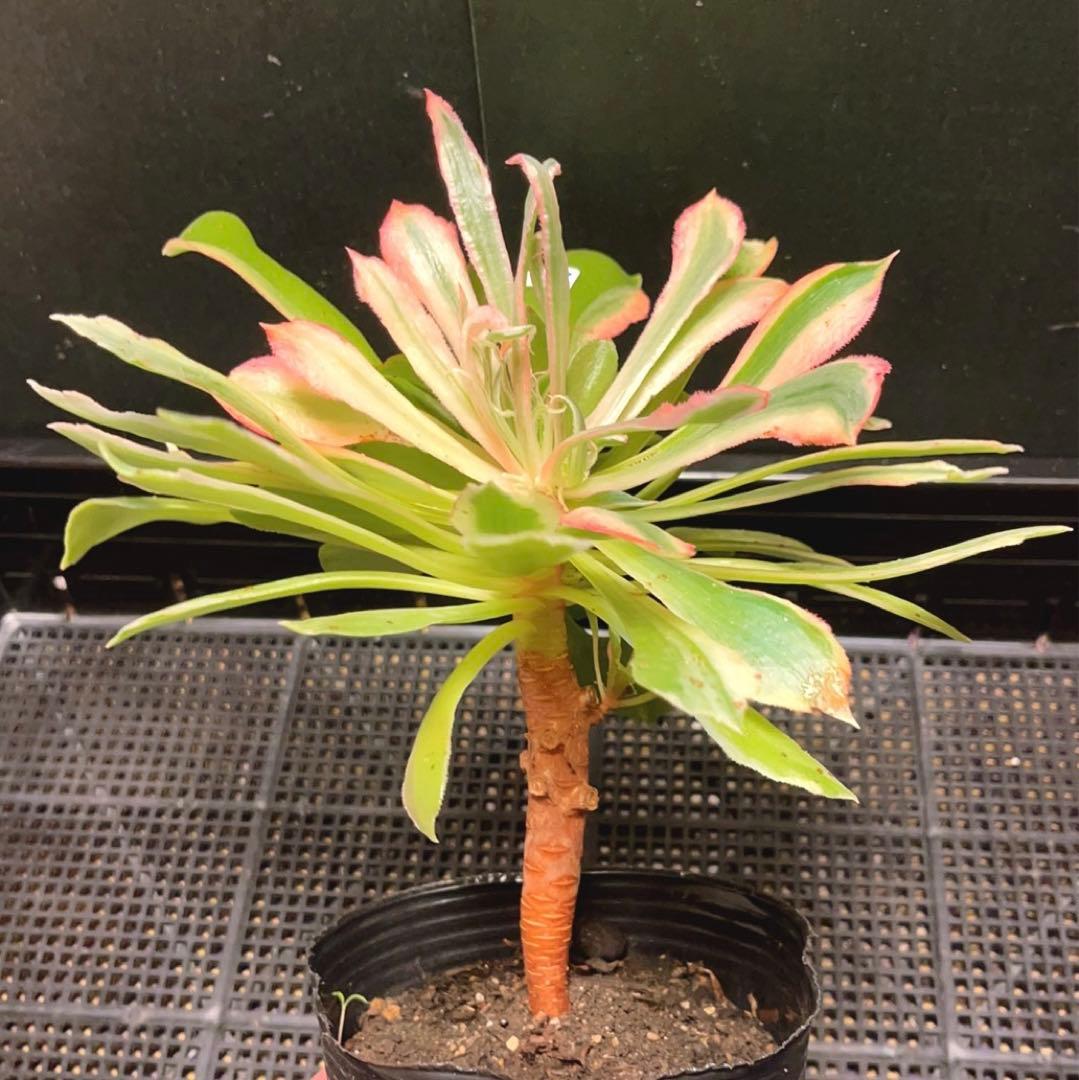 53#多肉植物アエオニウム錦❤️ 光輝 ❤️1大頭6子芽25cm 拔き苗