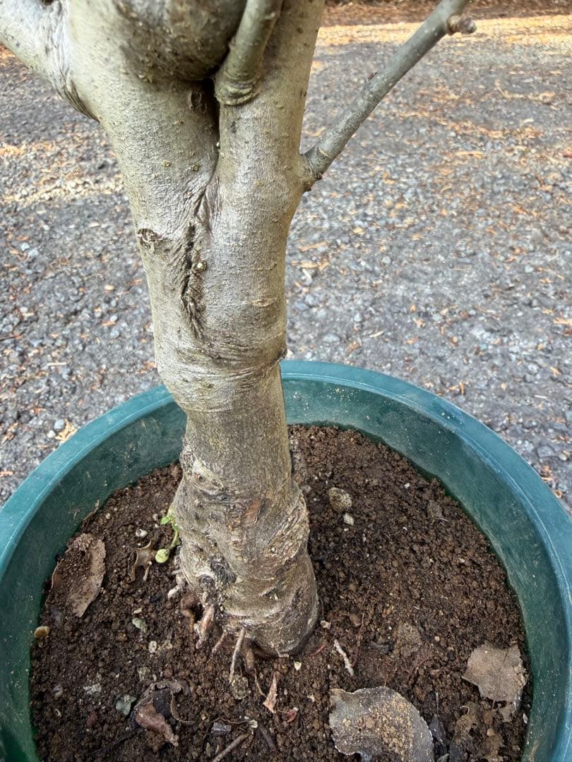 りんご　アルプスの乙女苗木　果樹　鉢ごと発送