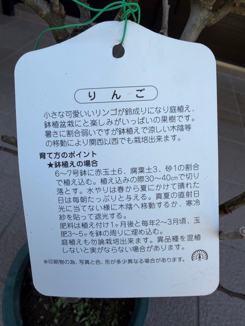 りんご　アルプスの乙女苗木　果樹　鉢ごと発送