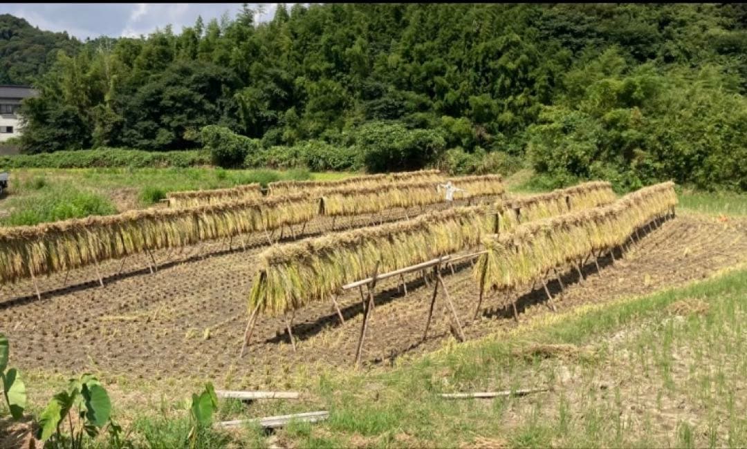 ハッピーヒル(うるち)種籾 1kg天日干し農薬肥料不使用自然農、陸稲おかぼ可能