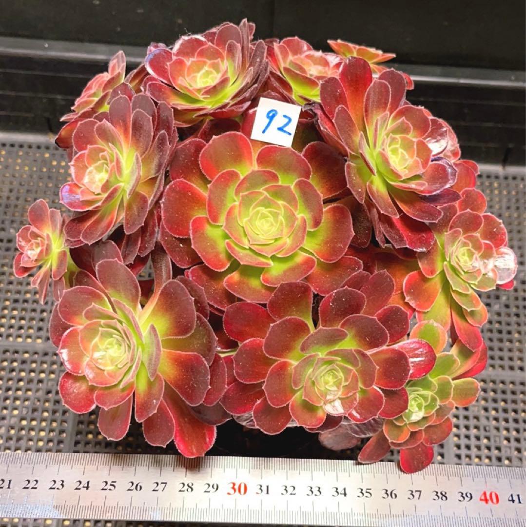 92#多肉植物アエオニウム錦❤️ アンナ錦❤️14頭21cm 鉢土付き出荷