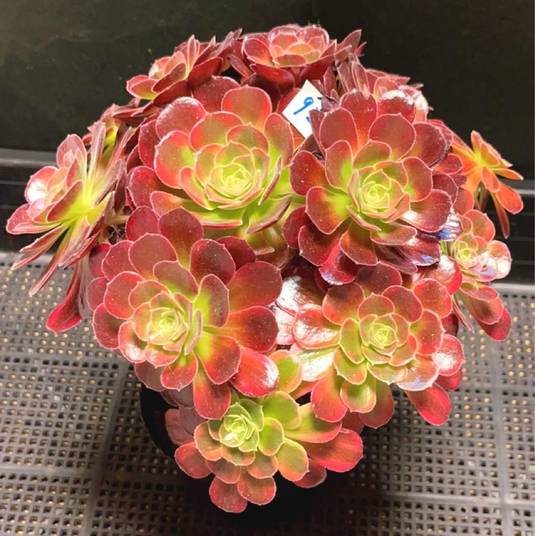 92#多肉植物アエオニウム錦❤️ アンナ錦❤️14頭21cm 鉢土付き出荷