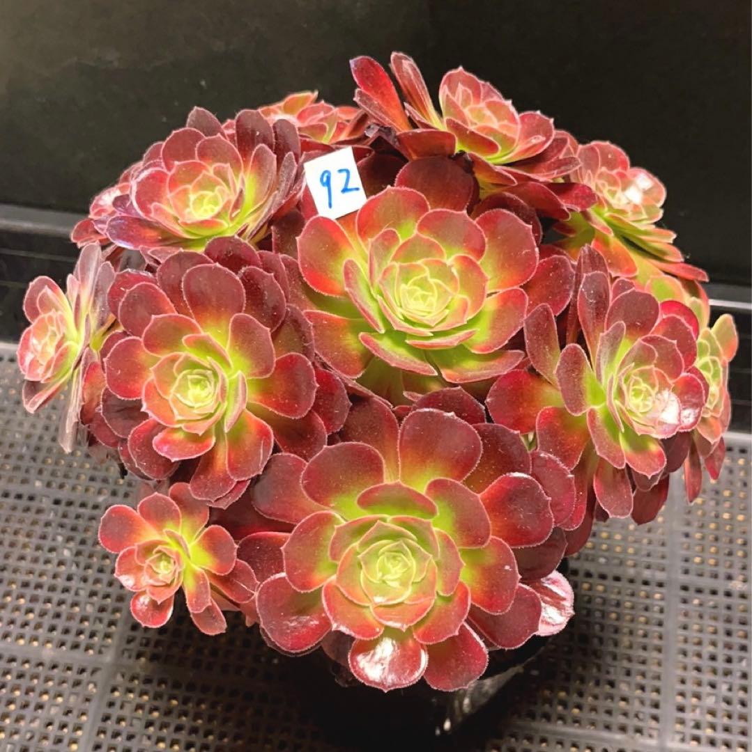92#多肉植物アエオニウム錦❤️ アンナ錦❤️14頭21cm 鉢土付き出荷