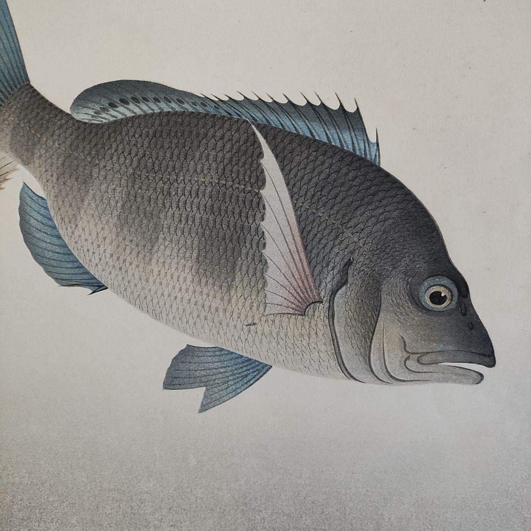 大野麦風　木版画「クロダイ」 大日本魚類画集　 新版画