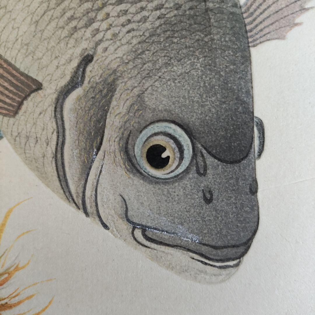 大野麦風　木版画「クロダイ」 大日本魚類画集　 新版画