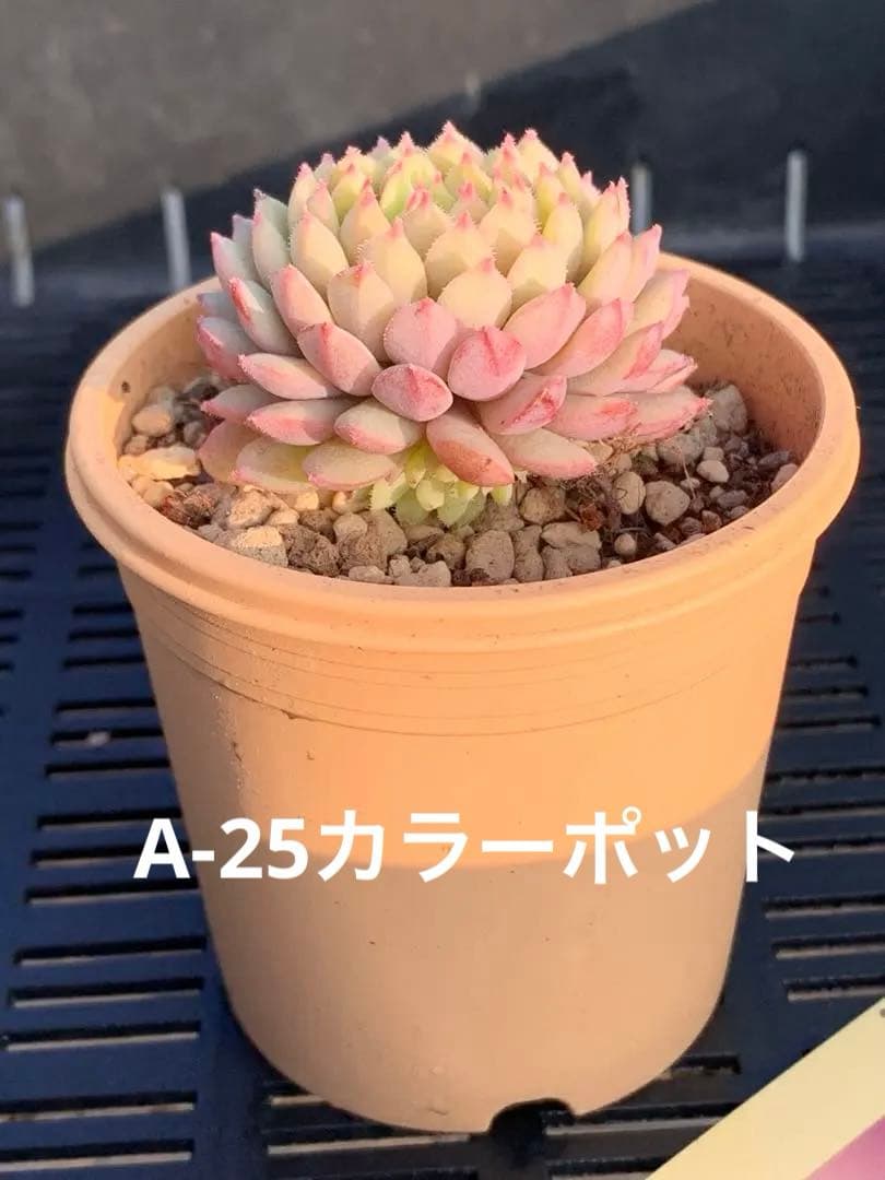 ちょこん❤️札付き❤️ミックスベリア　おらいさん苗　多肉植物
