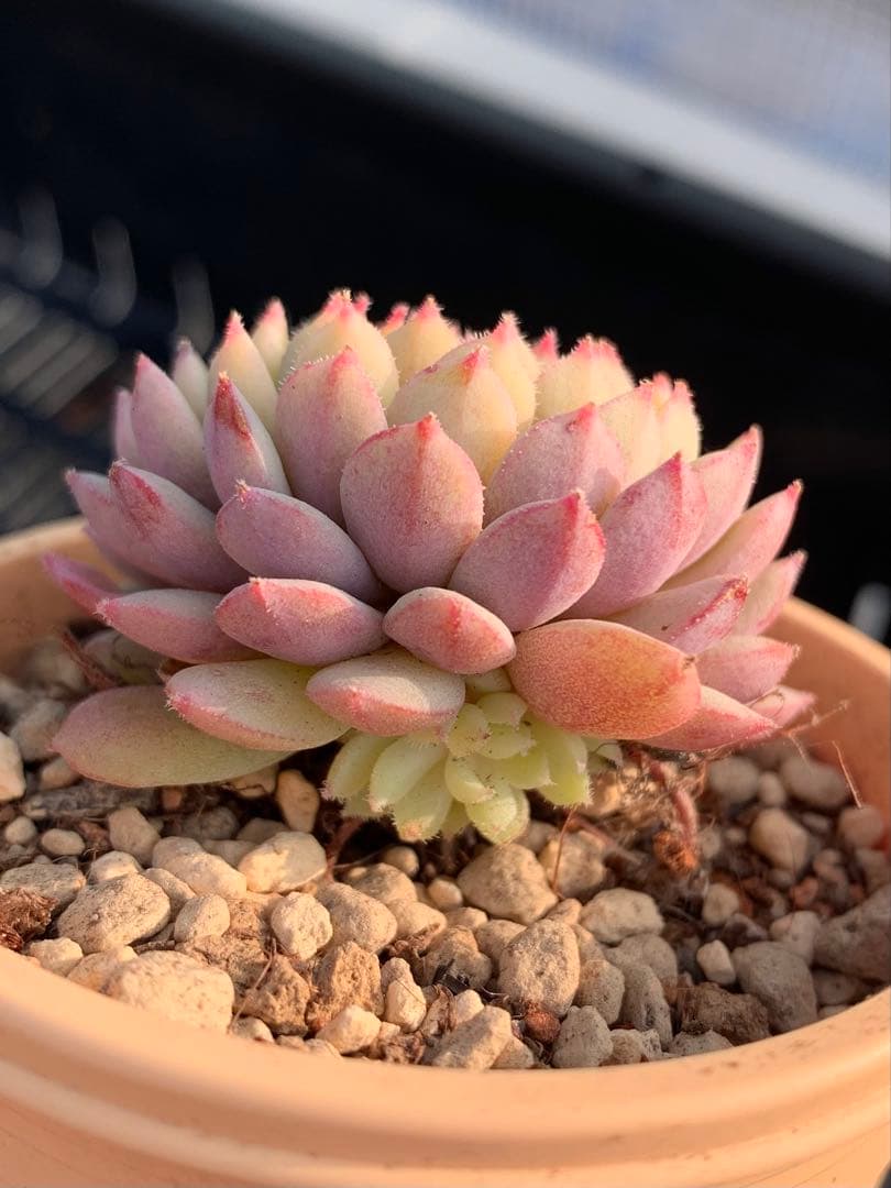 ちょこん❤️札付き❤️ミックスベリア　おらいさん苗　多肉植物