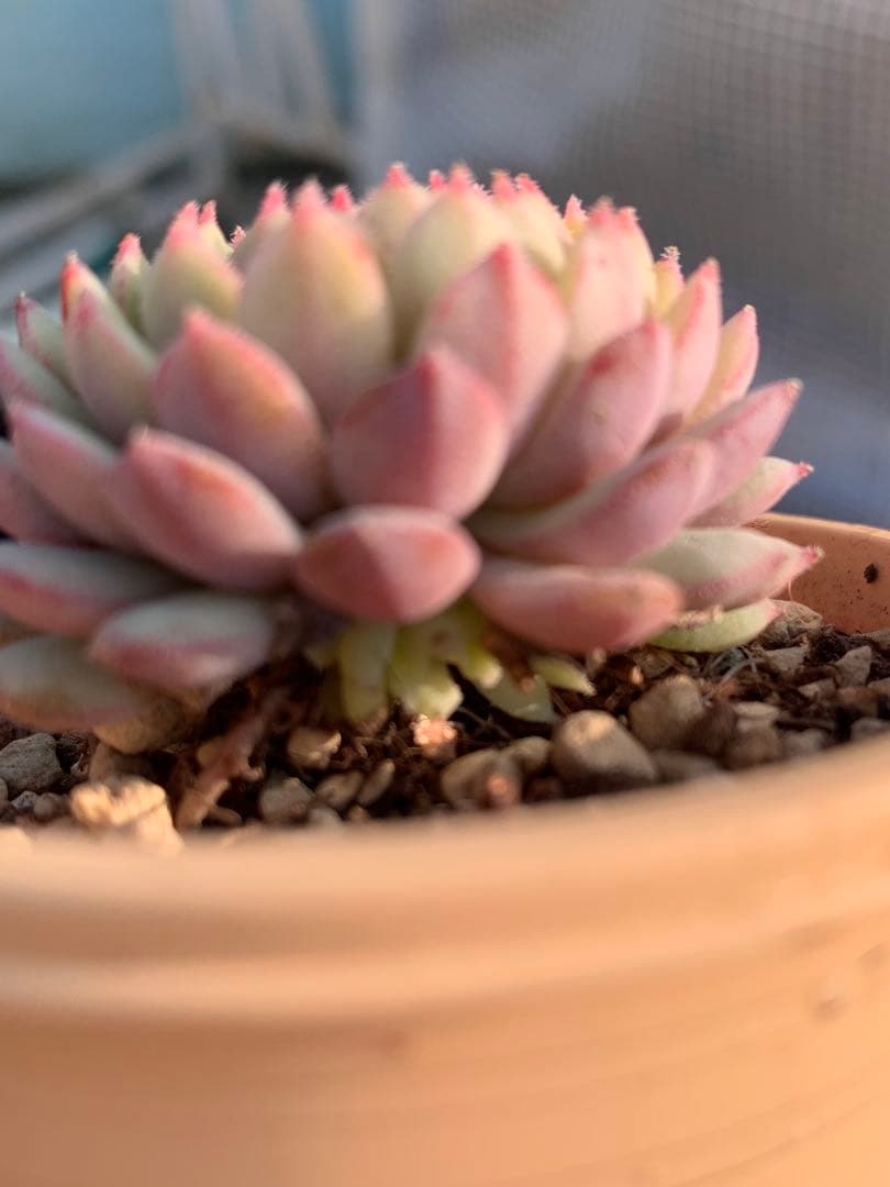 ちょこん❤️札付き❤️ミックスベリア　おらいさん苗　多肉植物