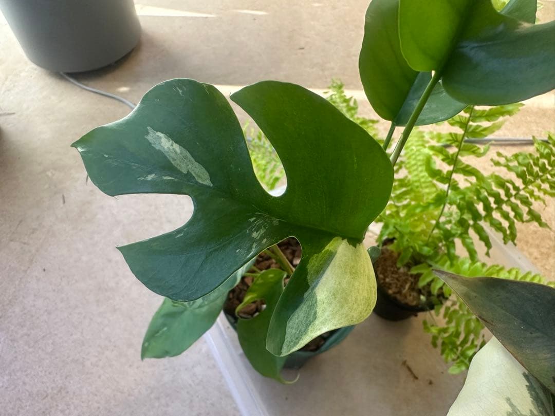 観葉植物セット
