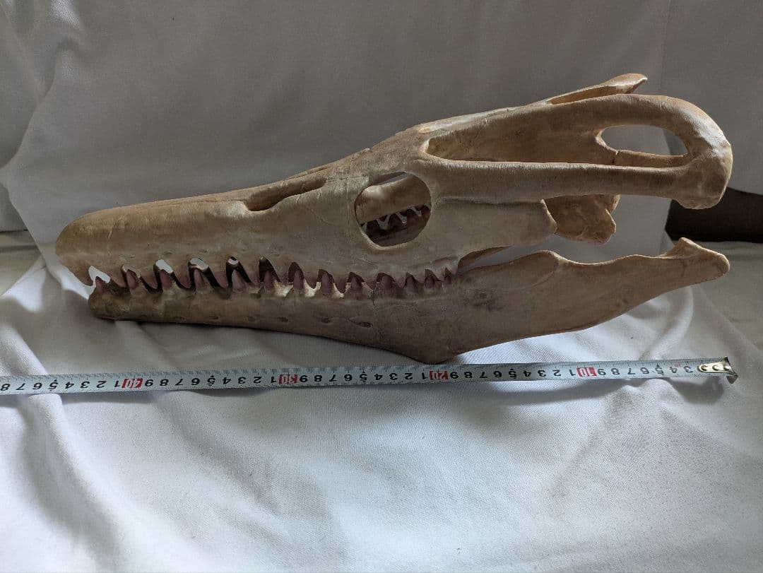 モササウルス　頭蓋骨　化石　レプリカ