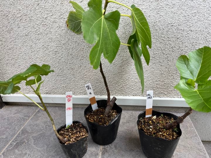 確認用　イチジク　ブルーベリー　バラ