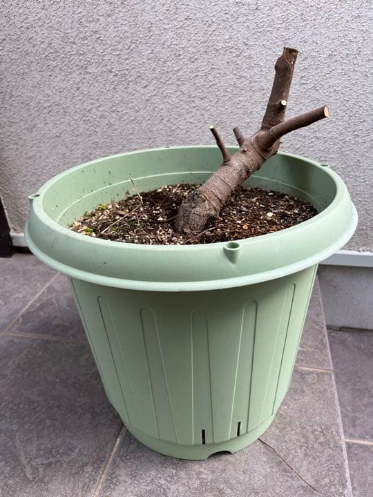 確認用　イチジク　ブルーベリー　バラ