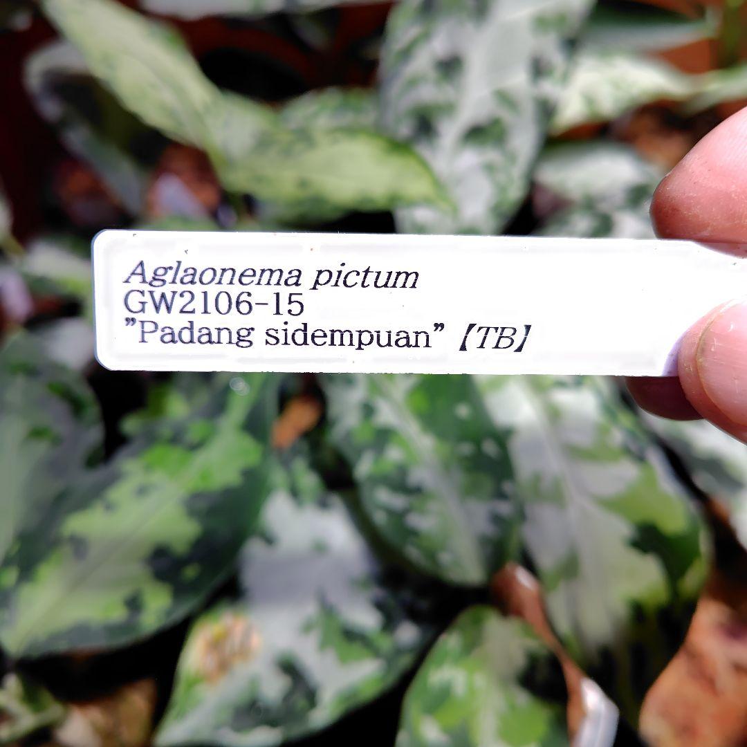 TB便 Aglaonema pictum