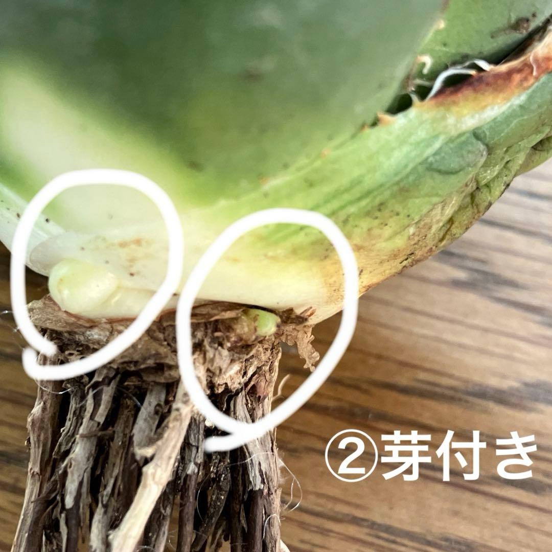 s*a様 【オークション】選抜　美株　特大　子株付き　アガべ　SAD錦　覆輪斑