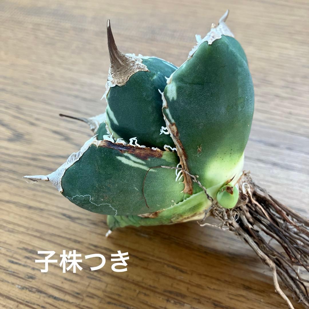 s*a様 【オークション】選抜　美株　特大　子株付き　アガべ　SAD錦　覆輪斑