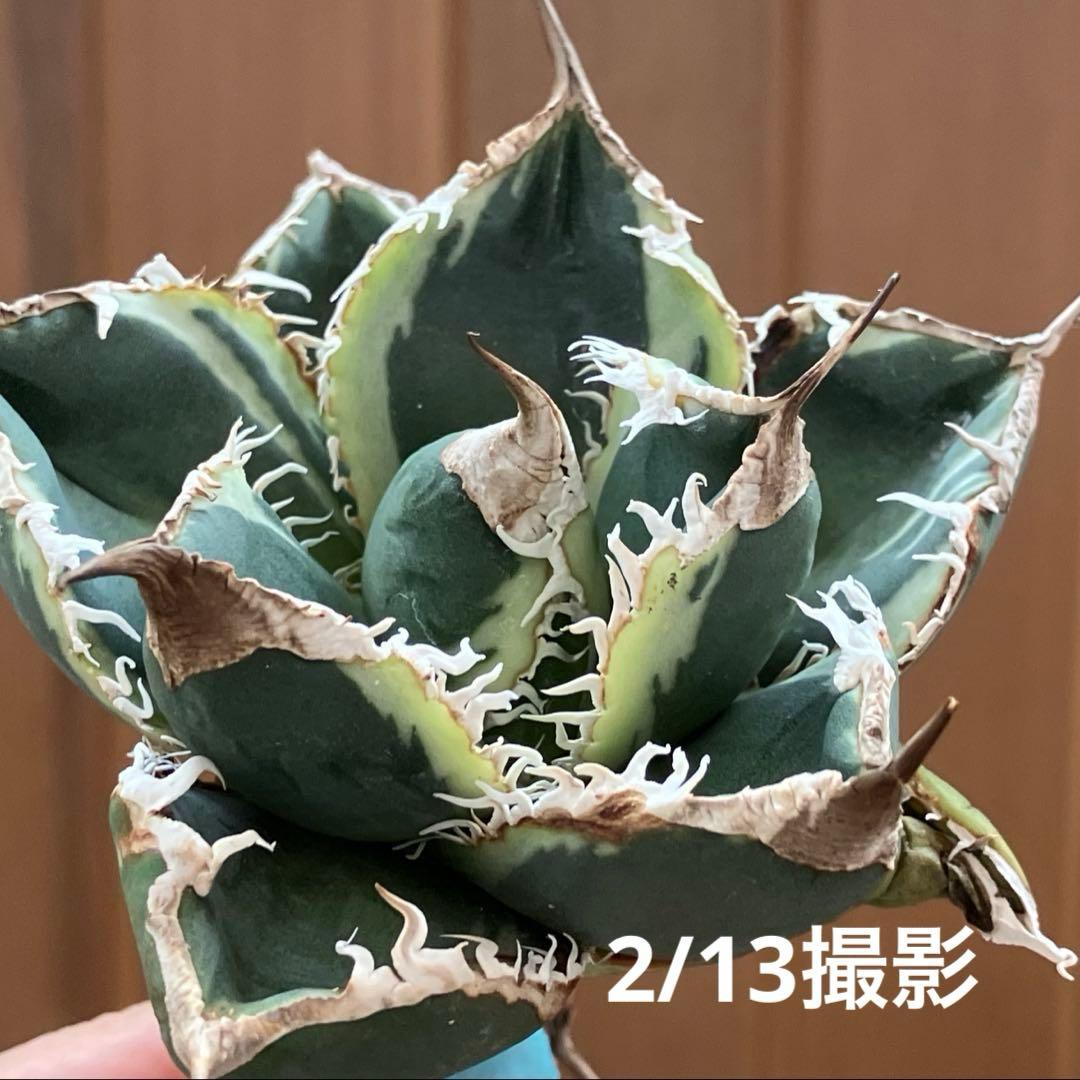 s*a様 【オークション】選抜　美株　特大　子株付き　アガべ　SAD錦　覆輪斑
