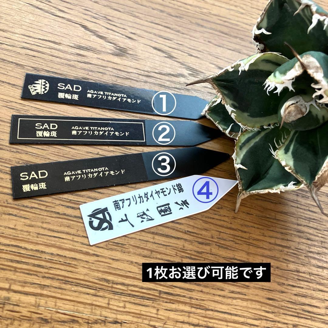 s*a様 【オークション】選抜　美株　特大　子株付き　アガべ　SAD錦　覆輪斑