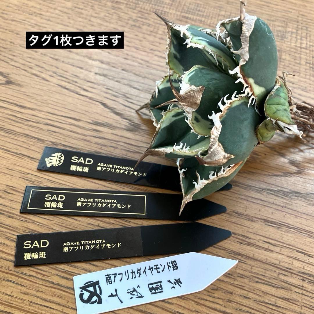 s*a様 【オークション】選抜　美株　特大　子株付き　アガべ　SAD錦　覆輪斑