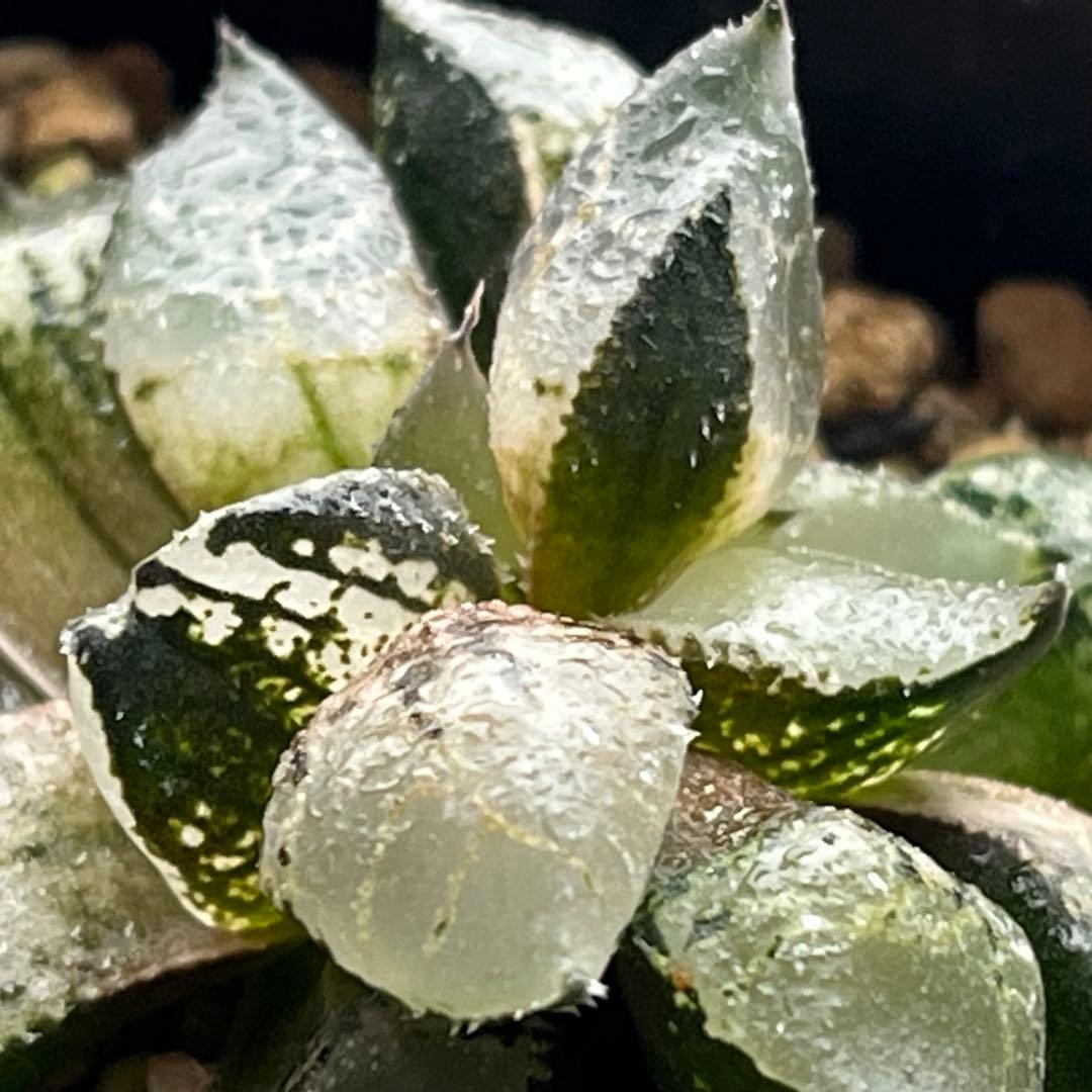 ハオルチア 氷皇　綴化