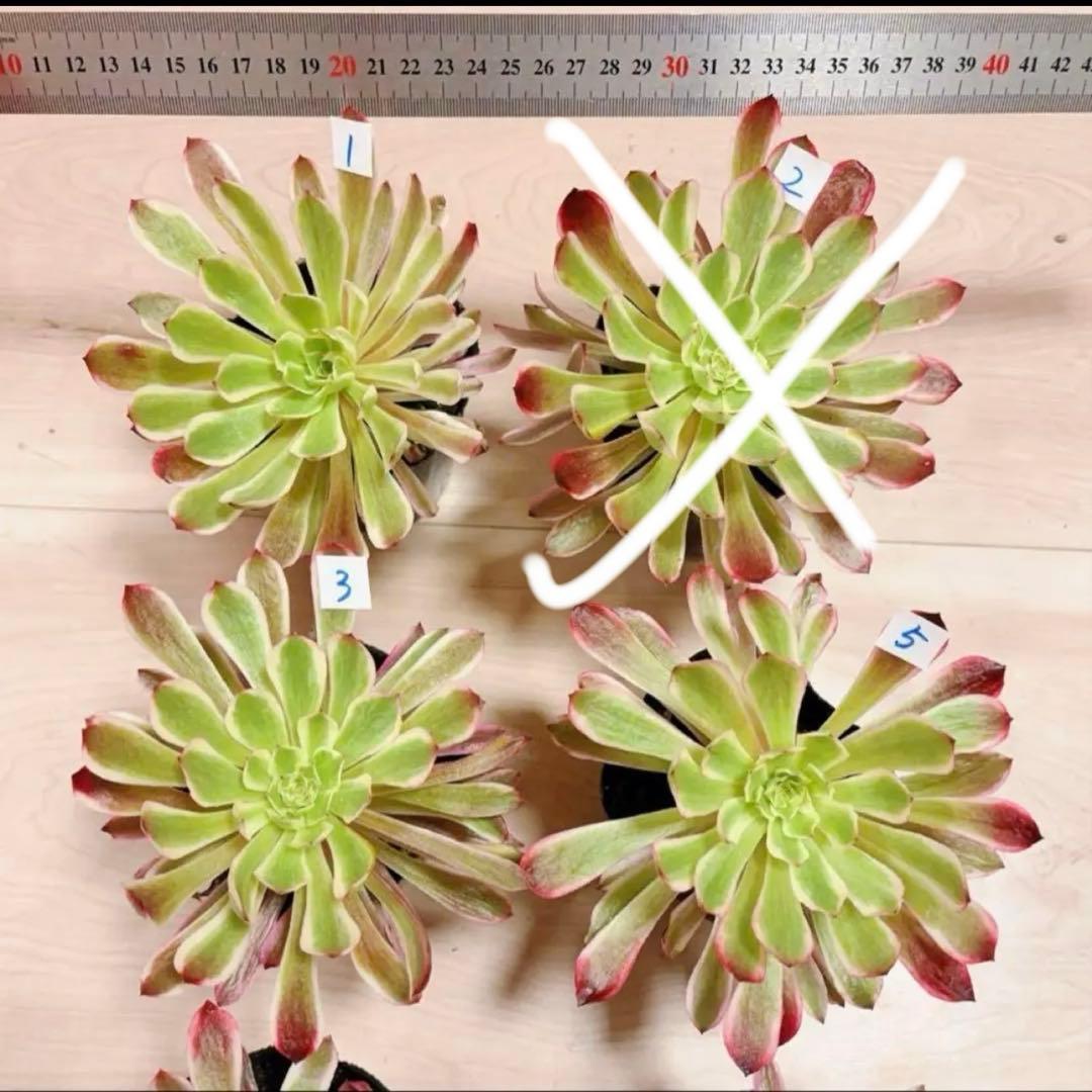 多肉植物アエオニウム錦❤️ 皺葉仙墨 ❤️1大頭13-15cm拔き苗