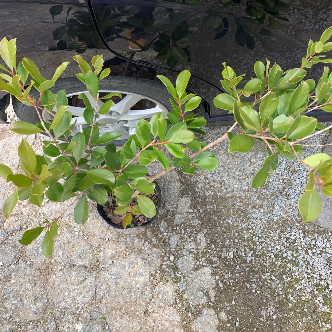 ストロベリーグアバ　花芽付き苗