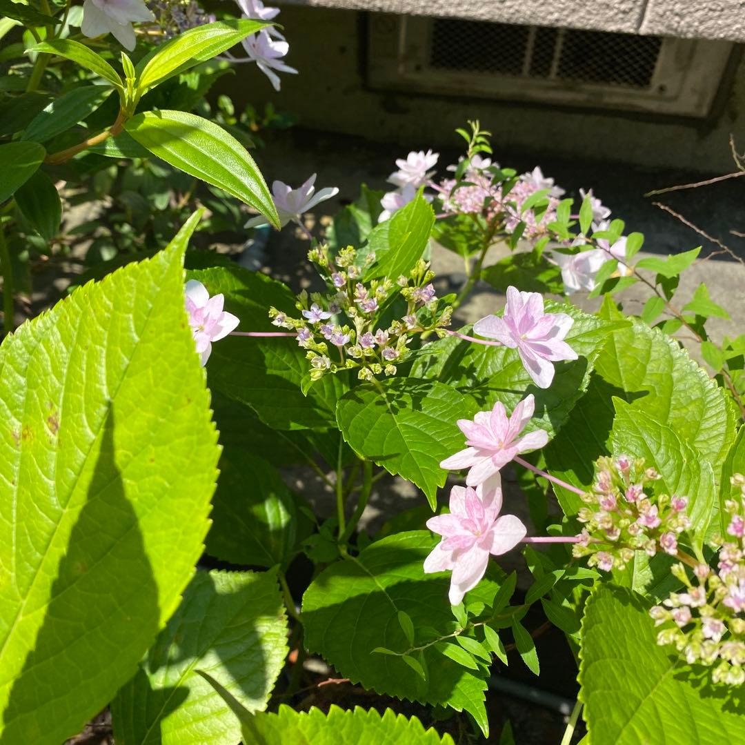 ☆隅田の花火☆紫陽花