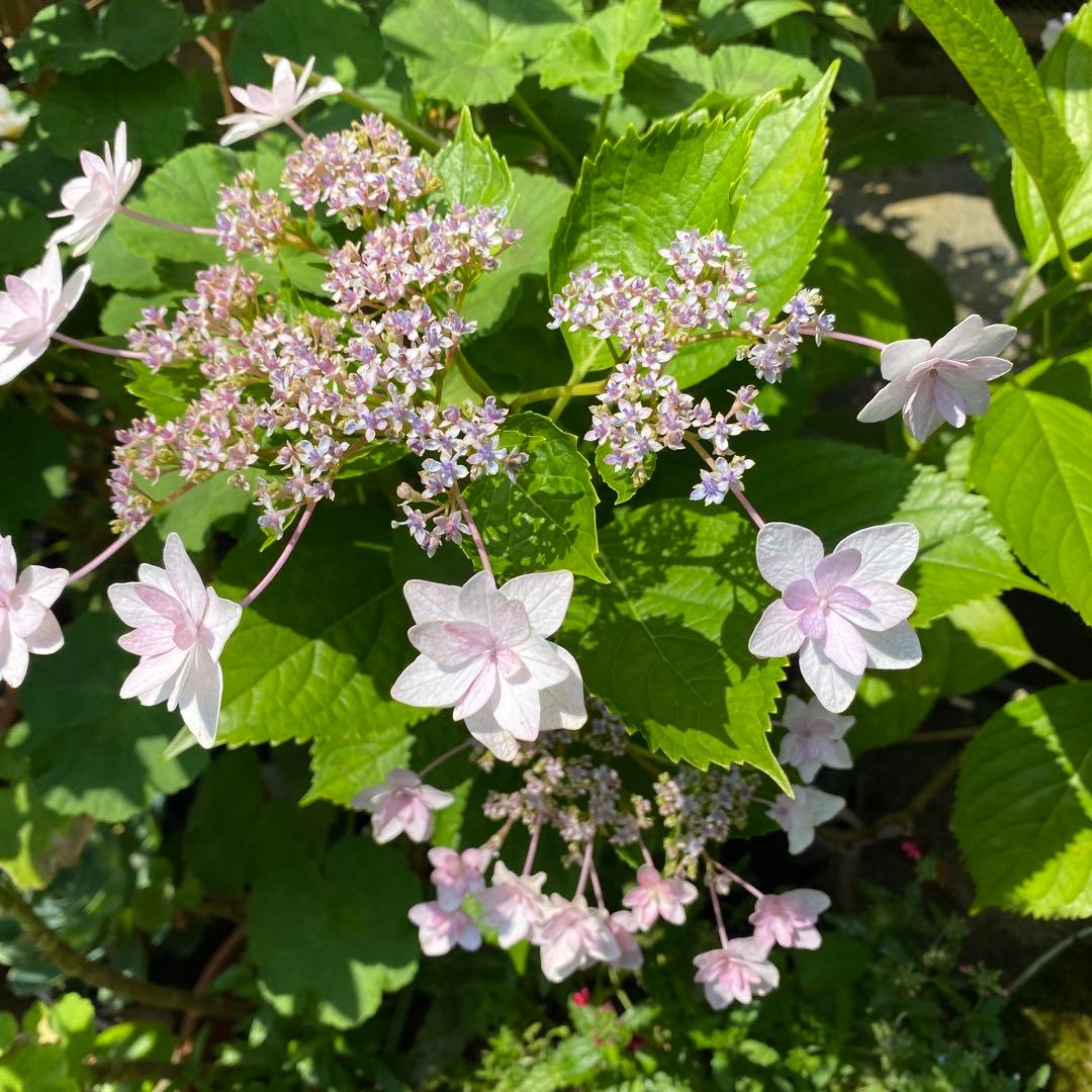 ☆隅田の花火☆紫陽花