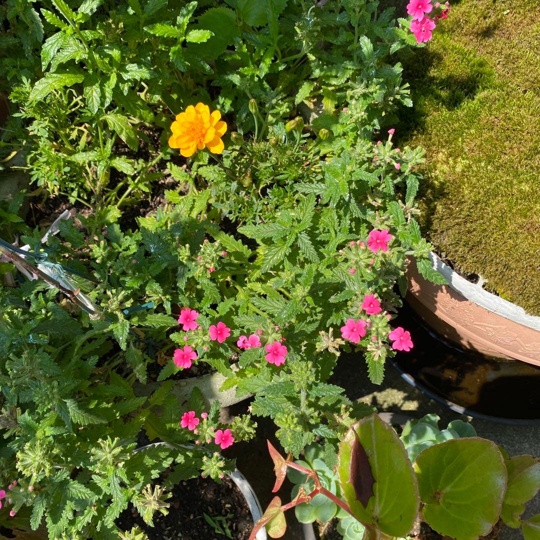 ☆隅田の花火☆紫陽花
