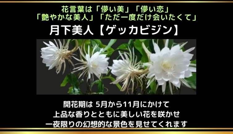 月下美人 4 支柱ポット付き