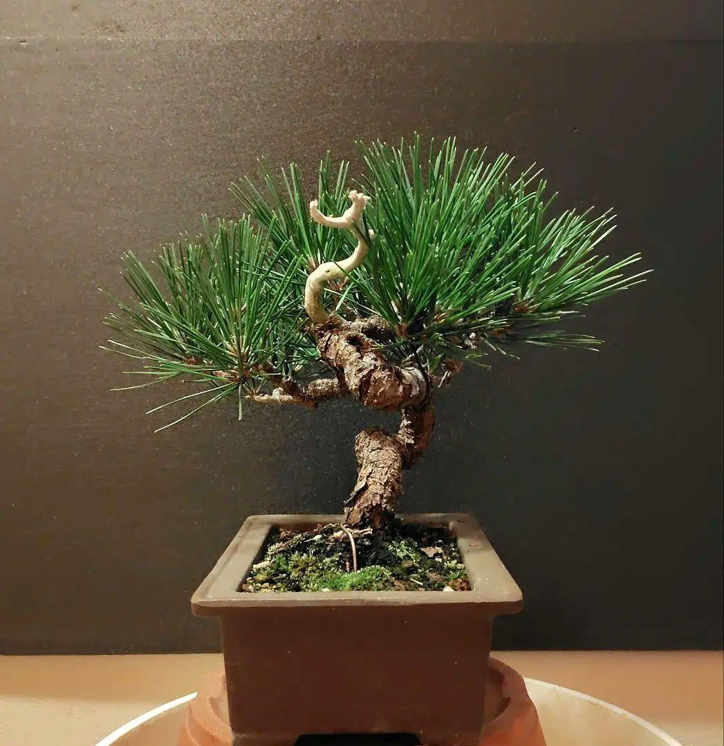黒松盆栽！