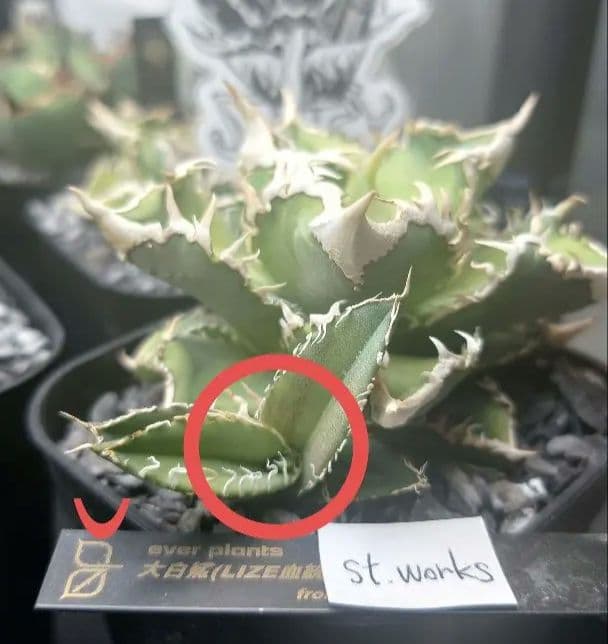 Agave titanota 【大白鯊 ホオジロ】子株販売