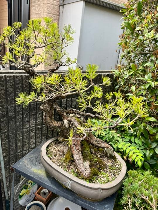 値引き可能！盆栽　2株　樹齢120年以上　黒松