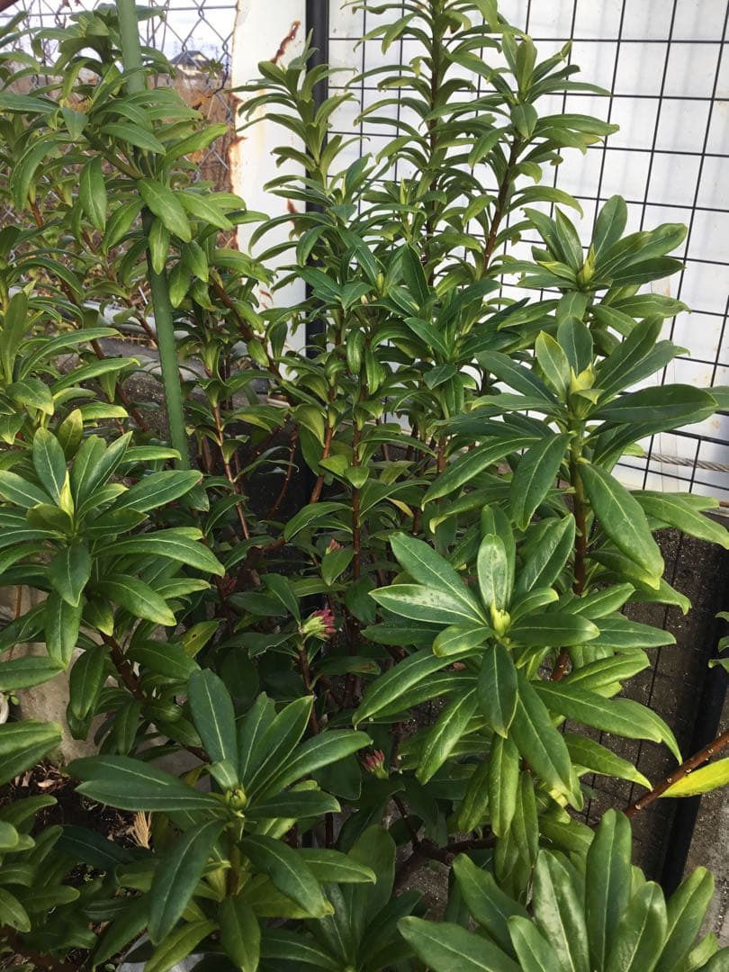 沈丁花　赤１００センチ