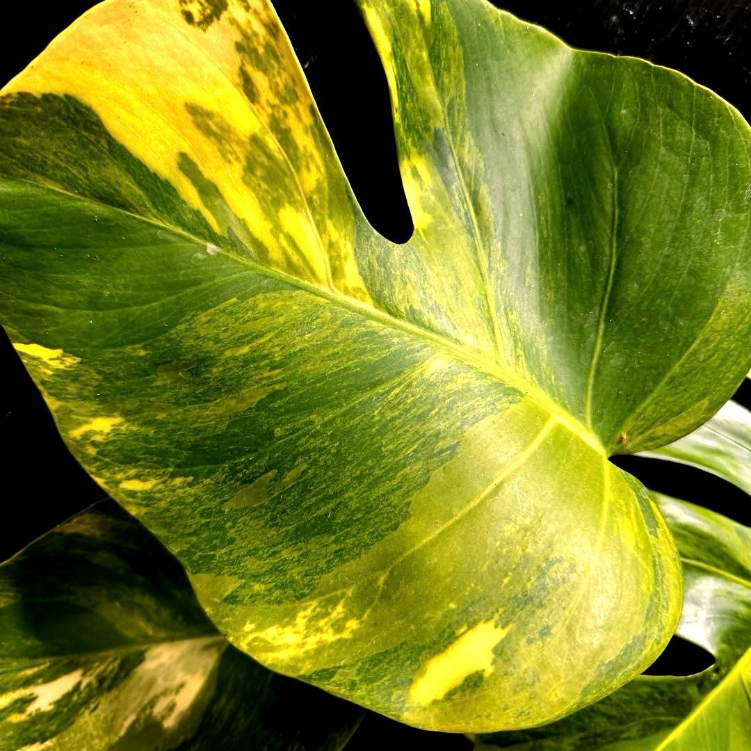 超*✿様 斑入りモンステラボルシギアナオーレア黄斑4号鉢植え47cm発根済み安心