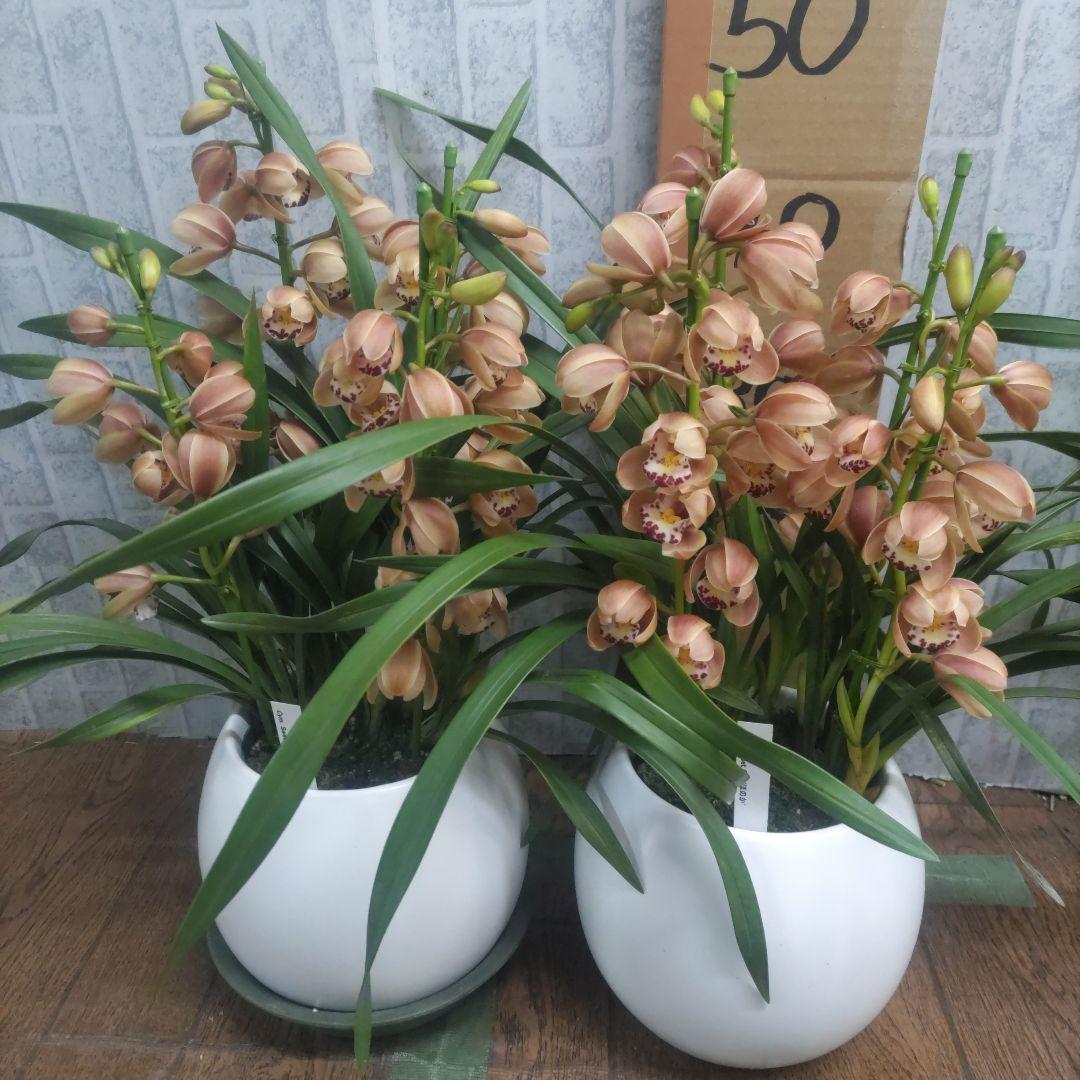 テーブルシンピ⭐️ほのか４本立ち⭐️陶器鉢⭐️２個セット