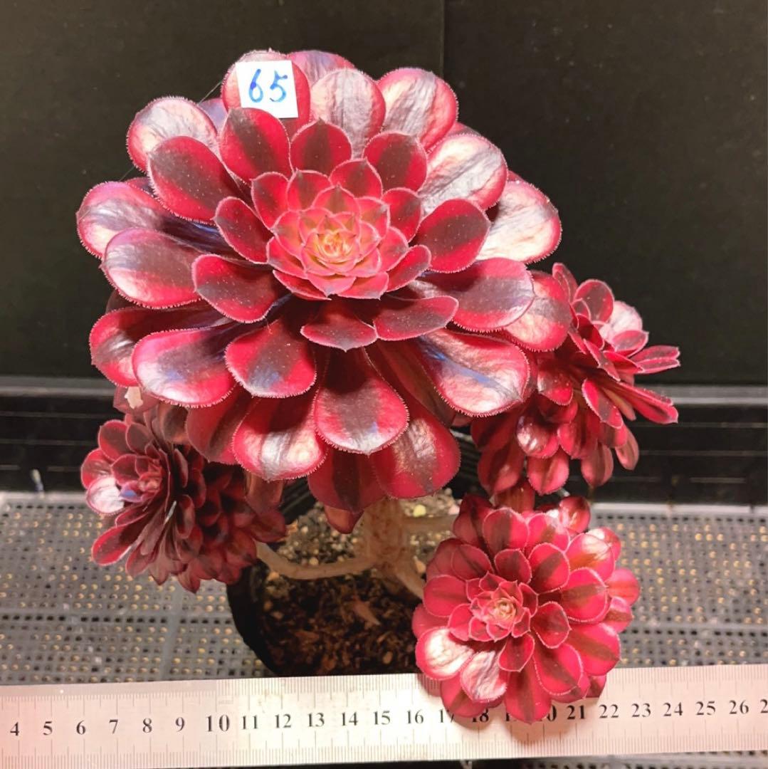 65#多肉植物アエオニウム錦❤️ かぐや ❤️1大頭5小頭22cm 鉢土付き出荷