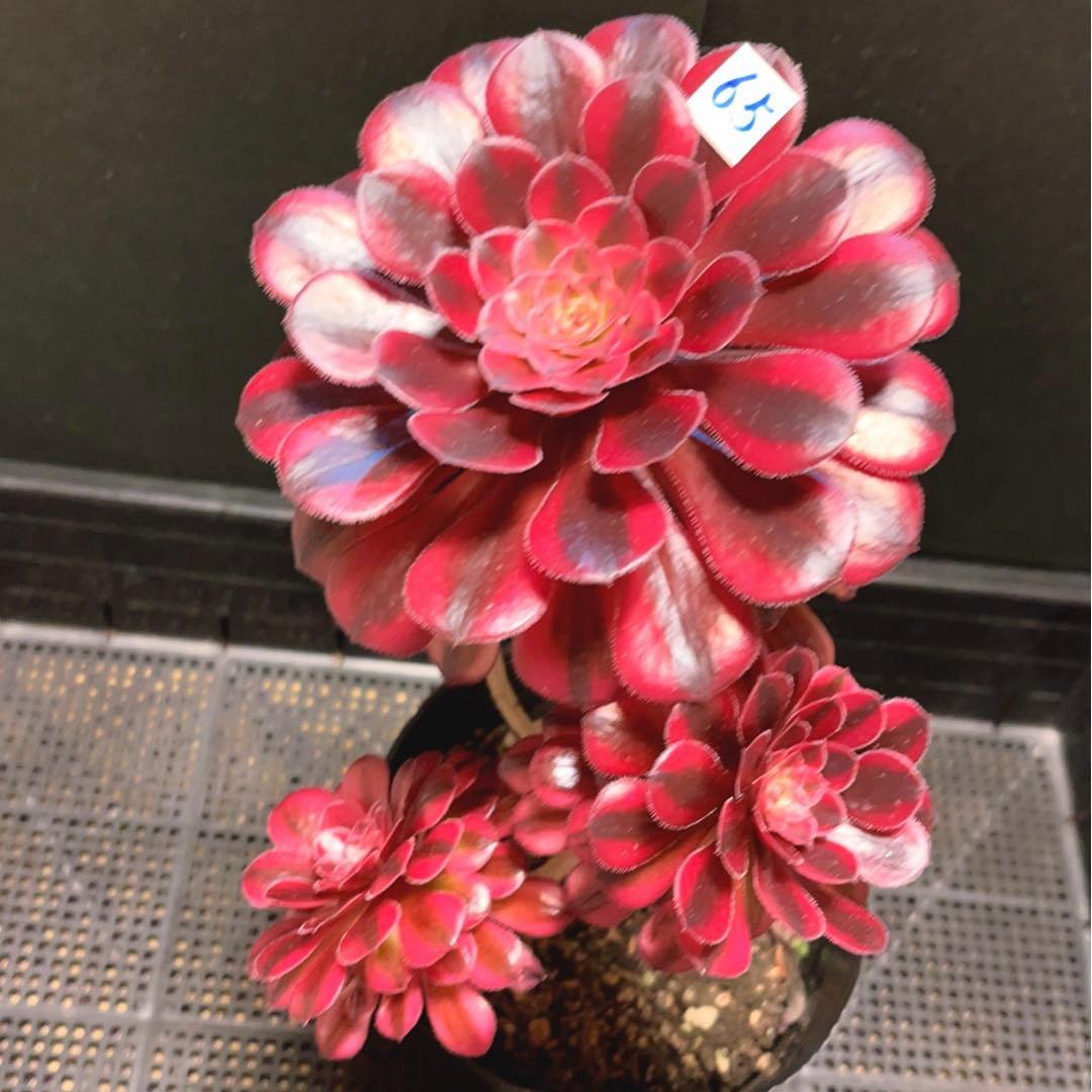 65#多肉植物アエオニウム錦❤️ かぐや ❤️1大頭5小頭22cm 鉢土付き出荷