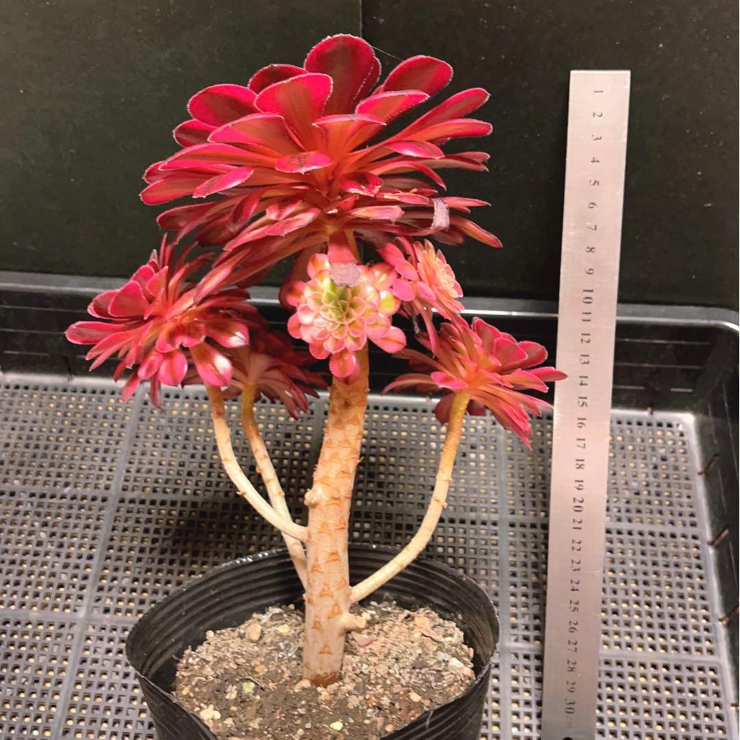 65#多肉植物アエオニウム錦❤️ かぐや ❤️1大頭5小頭22cm 鉢土付き出荷