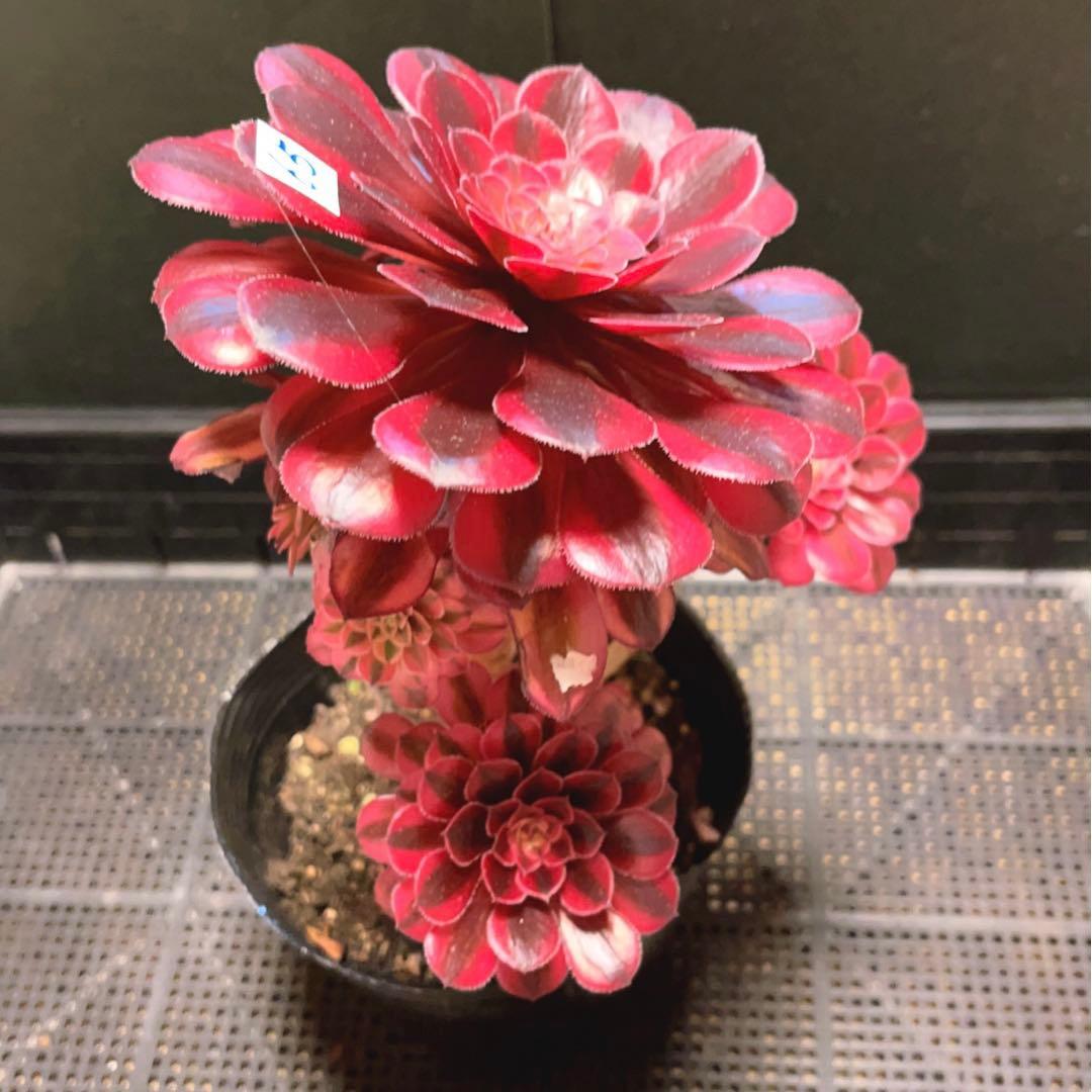 65#多肉植物アエオニウム錦❤️ かぐや ❤️1大頭5小頭22cm 鉢土付き出荷